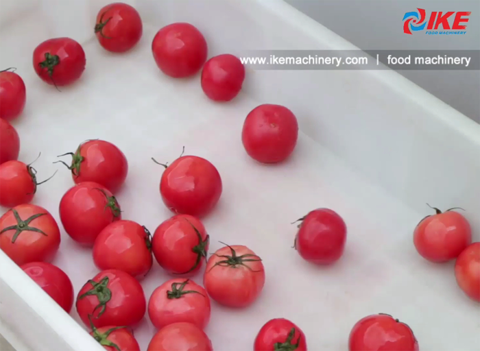 Lavadora de tomates con cinta transportadora